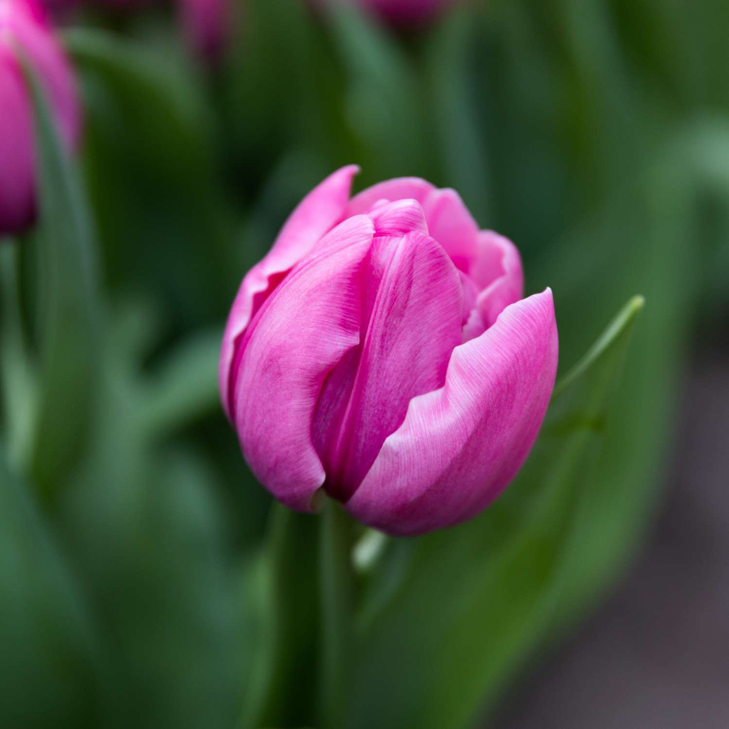 Tulpe 'Double You'